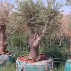 يوجد لدينا اشجار الزيتون وترمنليا وشجار ضل كبيره