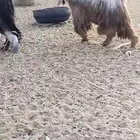 تيس فحل رباع للبيع