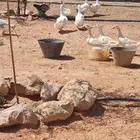 بط بكيني منتج