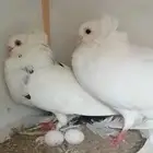 للبيع جوز بلجيكي منتج على شرط للبيع او بدل بمناسب