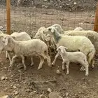 غنم حريات