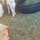 داغور طلي حري