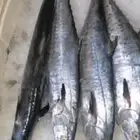 سمك بلدي طازج ديراك