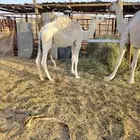 قعود عمره 10 شهور شحمالموقع شرق سجن الحاير 5 كيلو