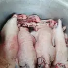 طباخ متنقل داخل وخارج الرياض مع المعاميل