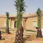 نخيل بجميع أنواعه