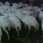 ضان رفيديات قرايب دفيع على شرط فحص سونار وشوف وحوف ماشالله