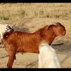 تيس ادهم مطور مشروط