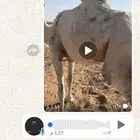 بيع ضريبه وضحاء