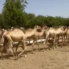 قعدان صومالية جديدة