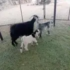 للبيع 3معزا متابيع على 2معهن واحد 1معها 2