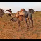 راعي ابل سوداني