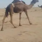 ناقه مجهم خفوت طيبه ونضير ديد طيب ورفيع غرب الدوادمي