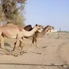 شعلا لقيه