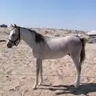 للبيع حصان واهو