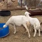 نعجه رفيديه