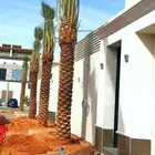 واشنطونيا نخيل الزينه ويوجد نخل مثمر