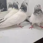 نعرض لكم جوز حمام باكستاني منتج على شرط