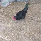 ديك ودجاجتين اسود صك لماع