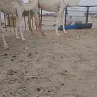 خلف رمانيه.ثنو وسلم العداريب تحتها بكره وهديه ماتحترك