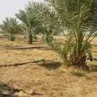 نقايل وفسايل صقعي درجه اولى