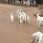 غنم بيشيات قرايب دفيعومواليد مضمونه مشروطه للمشتري من اي عيب