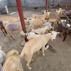 غنم عفر بلدي العدد 20 اتبع 5