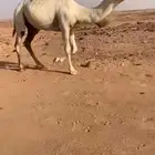 بكره مفروده باتليه على باتلي فنجال
