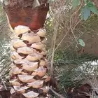 يوجد فسائل للبيع