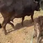 بقره خلفه للبيع