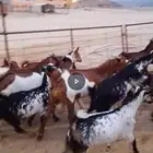تيوس للبيع جملة وتغريد