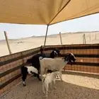 معزا خلفات