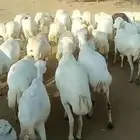 يوجد لدينا ضان رفيددات مقاني دفع