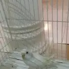 الي عنده زوج زيبرا ازوجين أو ثلاثة أزواج وعطيه انثى بادجي