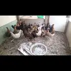 دجاج القريب يبيض