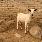 عنز حليب