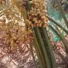 نخل مثمرا اللبيع باجميع انوع متوفره