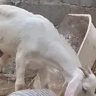 مشروع فحل