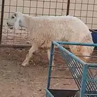 للبيع خروف طيب