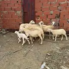 ضان العدد 5 يتبعها 5