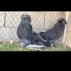 جوز جوكبين منتج وفيه جوز بخار