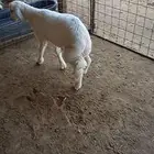 خروف شحم طرف وظهر