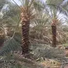 جثايث نخل طالعه بتجاه الطايف ومكه من القصيم