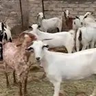 معزا مقاني
