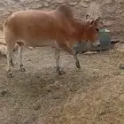 بقرة وحسيلتين معها للبيع