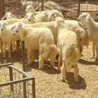 خرفان حريات و خدمة سلخ و توصيل