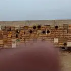 أعود نحل