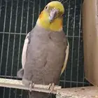 جوز كروان منتج للبيع