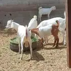 تيوس بلدي شامل السلخ