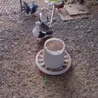 حمام زينه عدد 8